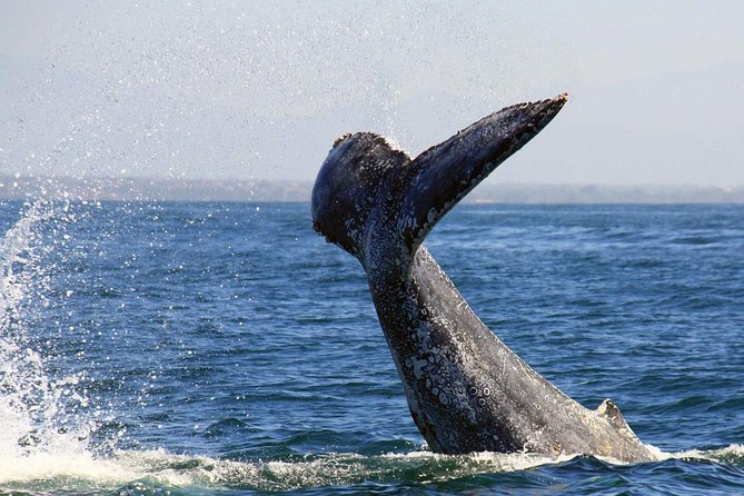 Whale & Dolphin Watching Cruise in Puerto Vallarta All Inclusive - Breakfast first, whales later