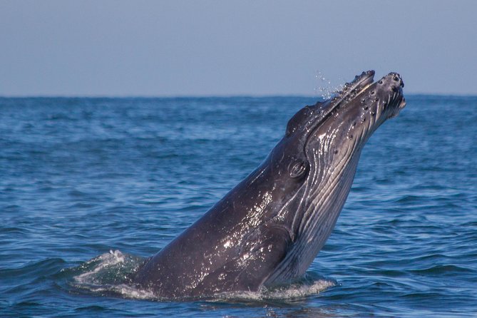 Whale Encounter Puerto Vallarta - What the three-hour itinerary feels like
