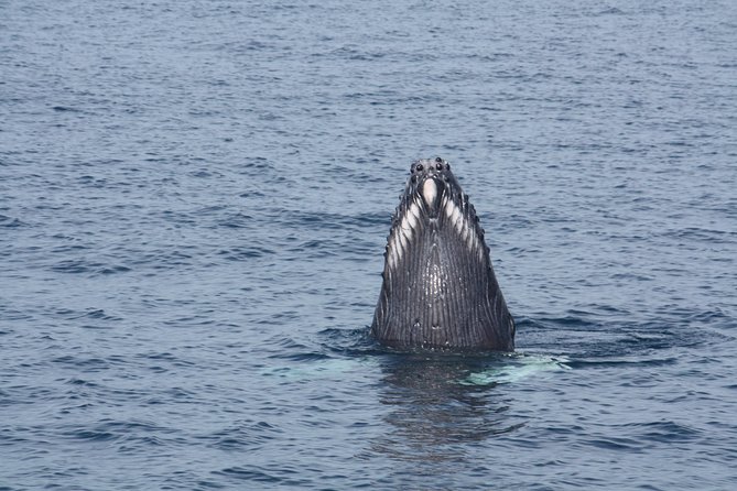 Whale Encounter Puerto Vallarta - Timing, weather, and seasonal uncertainty