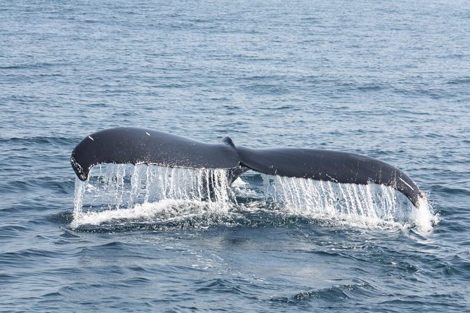 Whale Encounter Puerto Vallarta - Who should book this Puerto Vallarta whale tour?