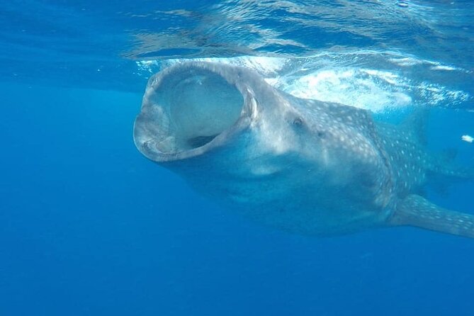 Whale Shark Adventure in Isla Mujeres and Cancun - Why whale sharks gather near Isla Mujeres