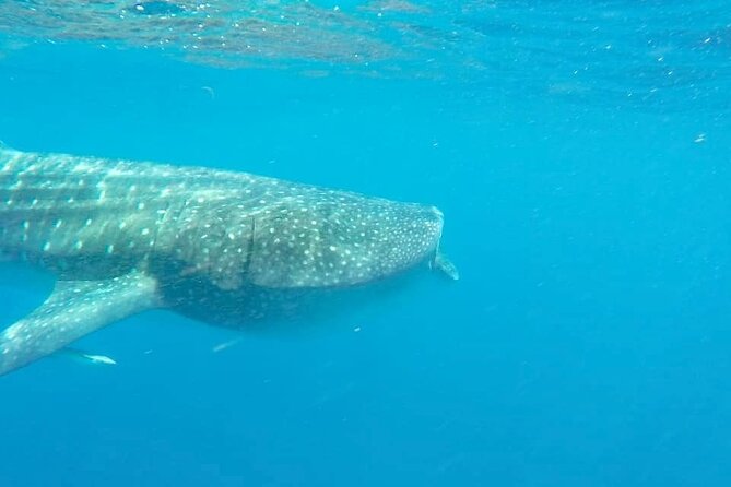 Whale Shark Adventure in Isla Mujeres and Cancun - What the whale shark encounter is really like