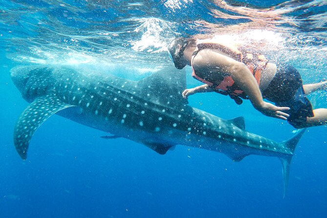 Whale Shark Adventure in Isla Mujeres and Cancun - Small group, but not a private encounter