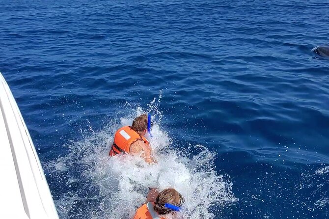 Whale Shark Adventure in Isla Mujeres and Cancun - Snorkeling and marine life beyond the whale sharks