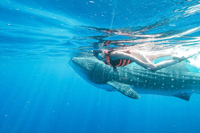Whale Shark Adventure in Isla Mujeres and Cancun - Clothing, sunscreen, and physical demands
