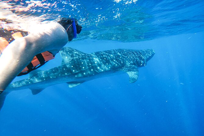 Whale Shark Adventure in Isla Mujeres and Cancun - Starting at the Black Pearl dock in Isla Mujeres