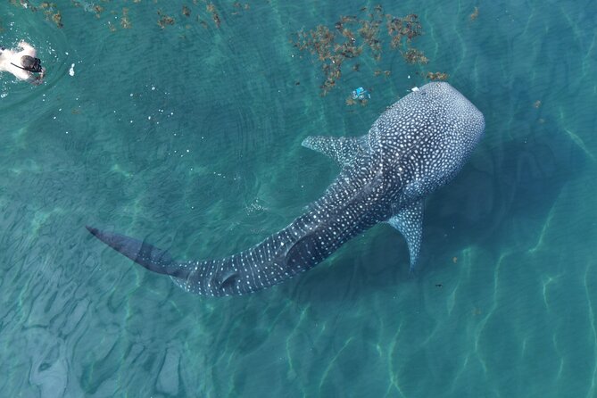 Whale Shark Adventure with a Marine Biologist - Key details before you book