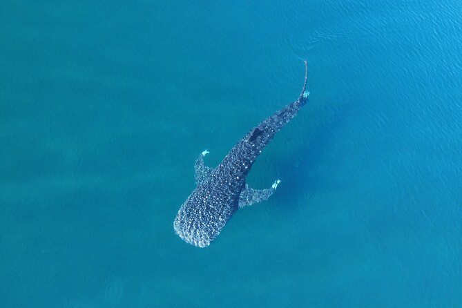 Whale Shark Adventure with a Marine Biologist - Meeting the whale sharks responsibly
