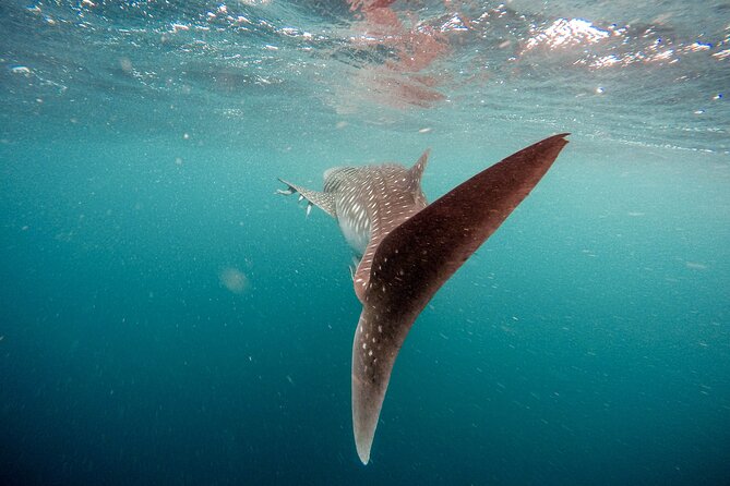 Whale Shark Adventure with a Marine Biologist - What the water time feels like
