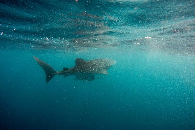 Whale Shark Adventure with a Marine Biologist - What is included, and what you still need