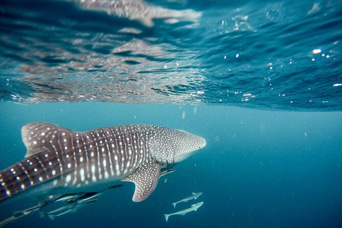 Whale Shark Adventure with a Marine Biologist - A small boat and a limited group