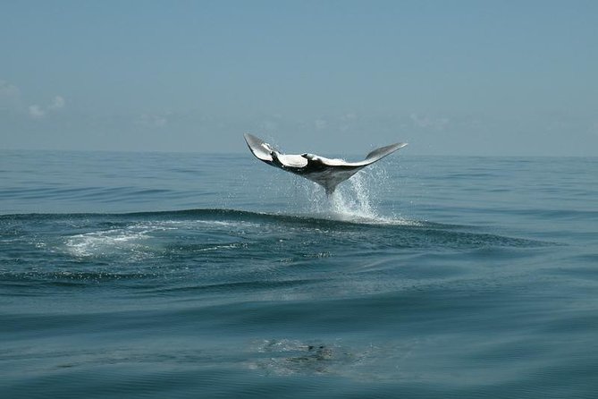 Whale Shark and Snorkeling Adventure from Isla Holbox - Meeting at 6:30 for breakfast and a safety briefing