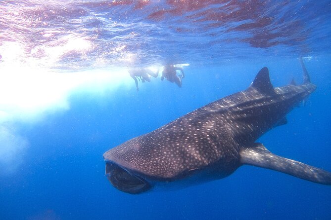 Whale Shark and Snorkeling Adventure from Isla Holbox - Snorkeling near Cabo Catoche