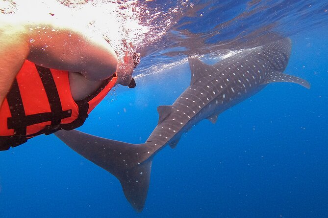 Whale Shark and Snorkeling Adventure from Isla Holbox - Who should book this Isla Holbox tour?