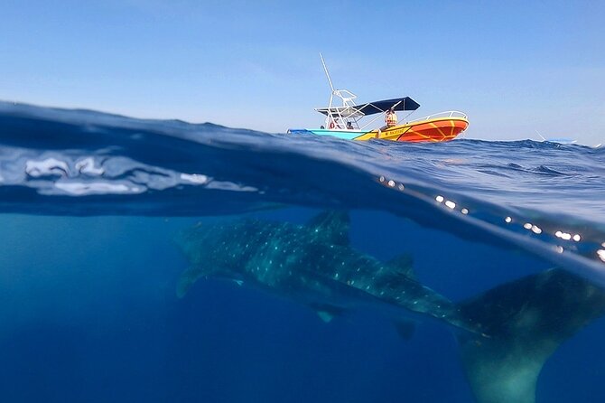 Whale Shark and Snorkeling Adventure from Isla Holbox - The long ride across Yum Balam Reserve