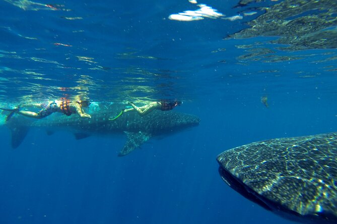 Whale Shark Encounter Full-Day all inclusive Tour from Riviera Maya - Snorkeling Near Isla Mujeres