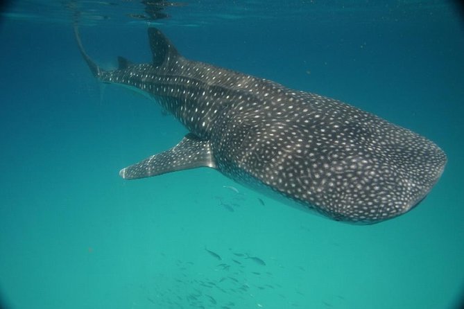 Whale Shark Encounter Full-Day all inclusive Tour from Riviera Maya - Ceviche, Guacamole, And A Simple Boat Lunch