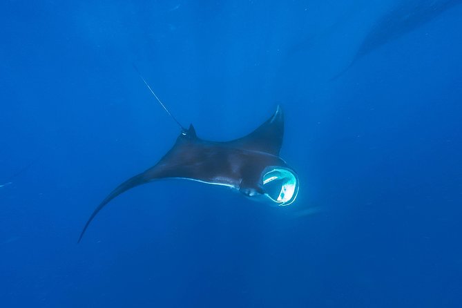 Whale Shark Encounter Full-Day all inclusive Tour from Riviera Maya - Sun Protection Is A Real Planning Issue