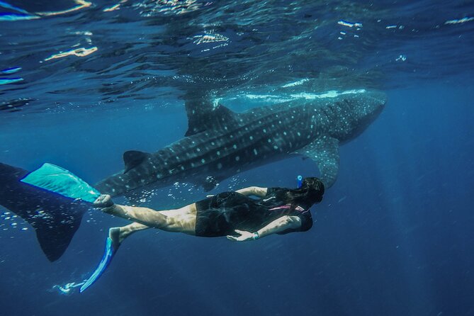 Whale Shark Encounter Full-Day all inclusive Tour from Riviera Maya - The Fast Boat Ride To The Whale Sharks