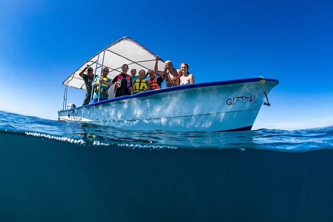 Whale Shark snorkeling tour in a reduced group with local marine biologist - The essentials at a glance