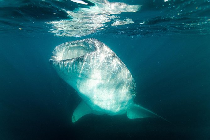 Whale Shark snorkeling tour in a reduced group with local marine biologist - Meeting at Topete 125 in central La Paz