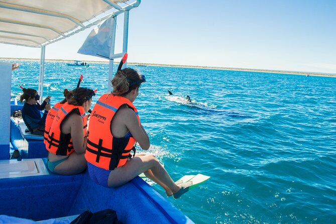 Whale Shark snorkeling tour in a reduced group with local marine biologist - Meeting the whale sharks at the surface