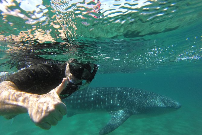 Whale Shark snorkeling tour in a reduced group with local marine biologist - The $190.77 price and what you receive