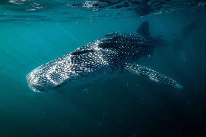 Whale Shark snorkeling tour in a reduced group with local marine biologist - Getting fitted with a short wetsuit and snorkel gear