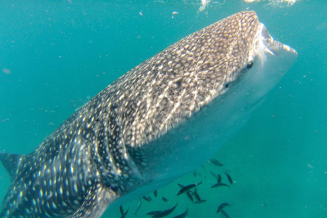 Whale Shark Swim Adventure in La Paz - Key things to know before you book