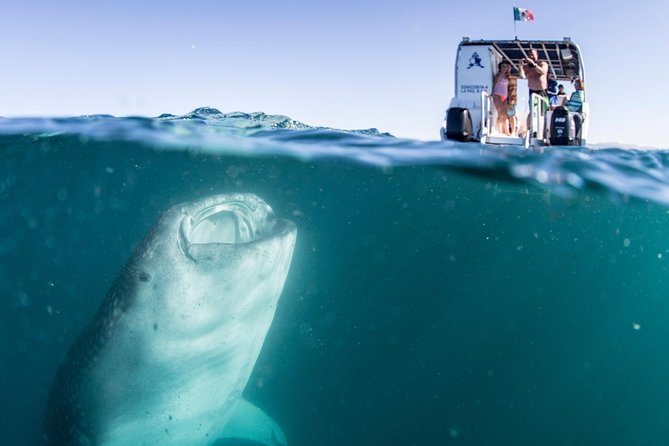 Whale Shark Swim Adventure in La Paz - Why whale sharks gather in La Paz