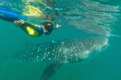 Whale Shark Swim Adventure in La Paz