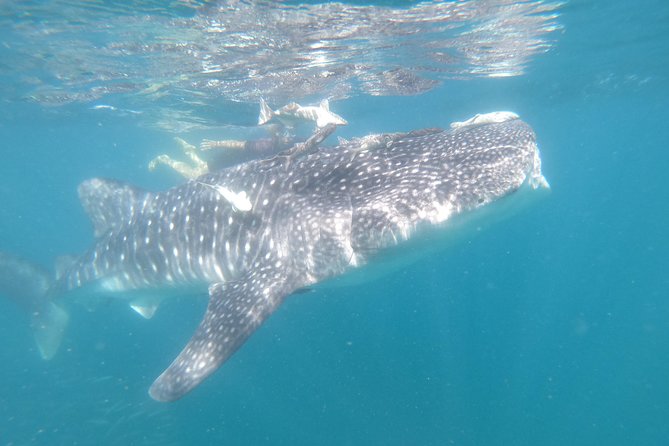 Whale Shark Swim Adventure in La Paz - The guides and captains make the difference
