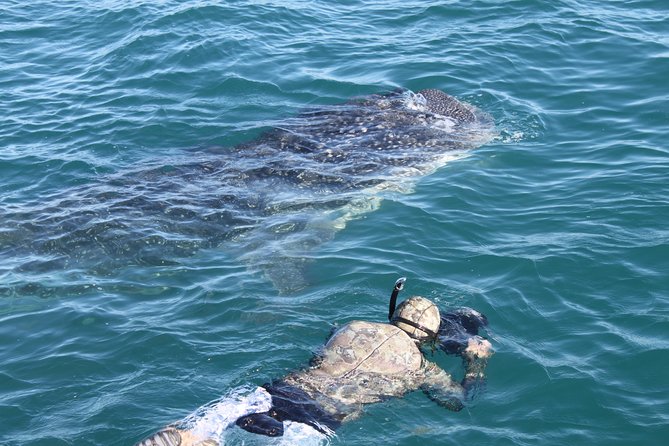 Whale Shark Swim Adventure in La Paz - A careful look at the $110 price