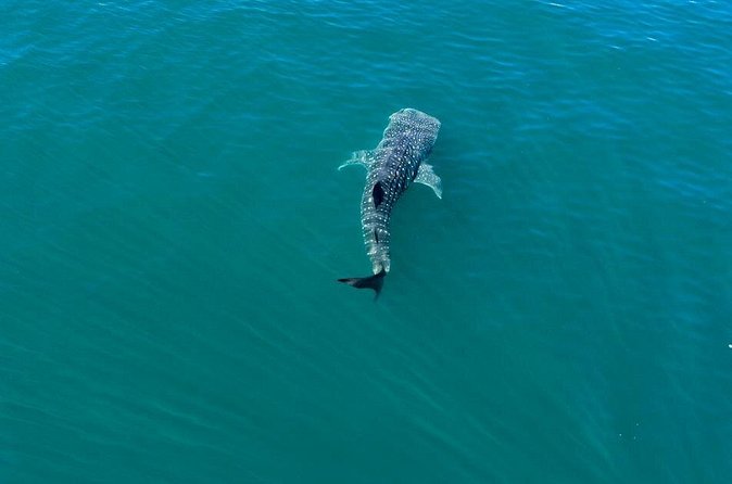 Whale Shark Swim Adventure in La Paz - Who should book this outing