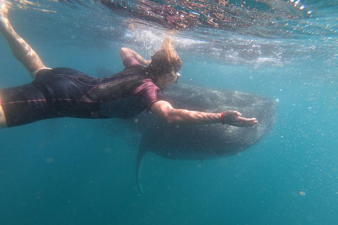Whale Shark Swim Adventure in La Paz - How to prepare for a better swim