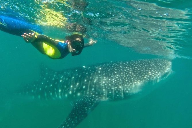 Whale Shark Swim Adventure in La Paz - What the boat ride is really like