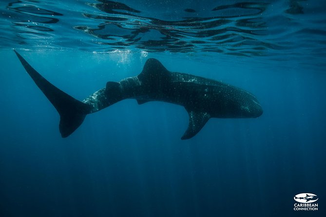 Whale Shark Swimming and Isla Mujeres Beach Tour - The boat ride to the protected area