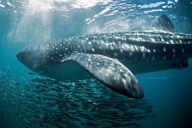 Whale Shark Swimming and Isla Mujeres Beach Tour - Meeting the whale sharks in pairs