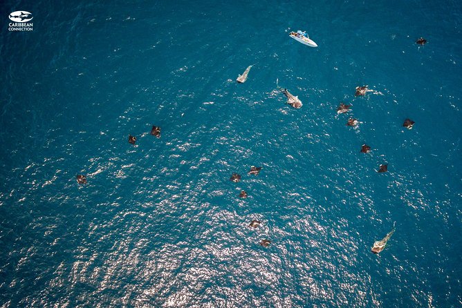 Whale Shark Swimming and Isla Mujeres Beach Tour - A small boat, a big animal, and a short clock