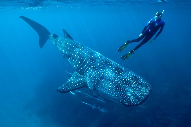 Whale Shark Swimming and Isla Mujeres Beach Tour - Leaving before breakfast in Cancun