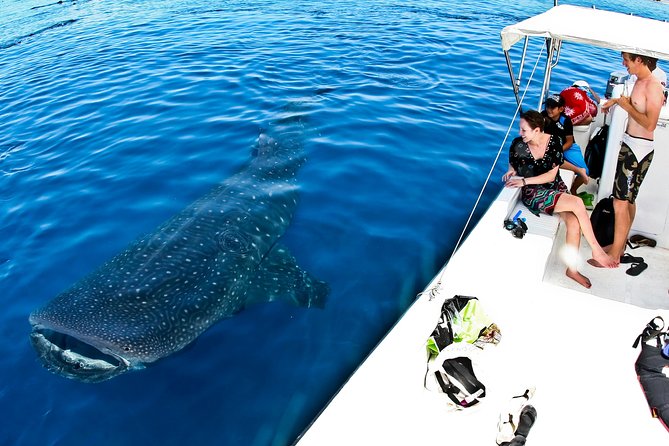 Whale Shark Tour from Cancun, Playa del Carmen, Tulum and Riviera Maya - Playa Norte brings a warm-water finish