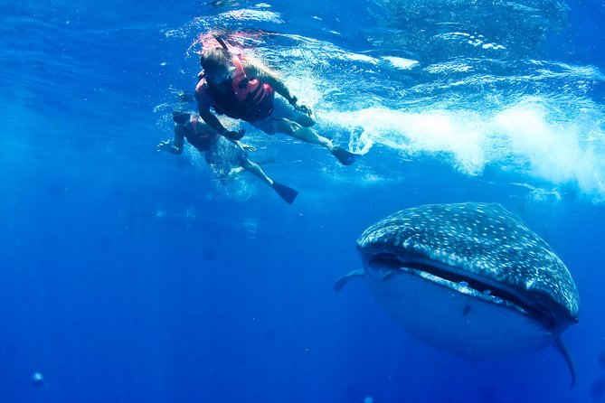 Whale Shark Tour from Cancun, Playa del Carmen, Tulum and Riviera Maya - Speedboat views, rough water, and seasickness