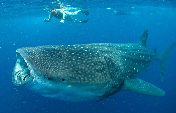 Whale Sharks Small-Group Tour in Cancun and Riviera Maya - Why swimming with whale sharks feels so special