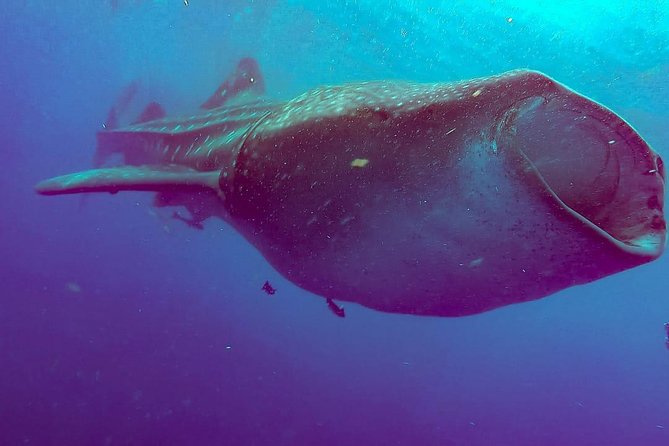 Whale Sharks Small-Group Tour in Cancun and Riviera Maya - The fast boat ride into open water