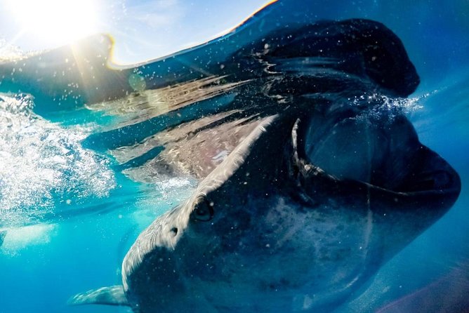 Whale Sharks Small-Group Tour in Cancun and Riviera Maya - Isla Mujeres adds a welcome break