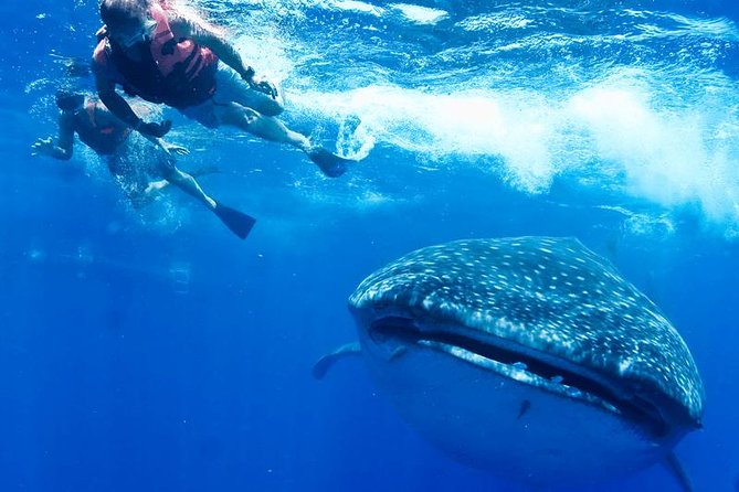 Whale Sharks Small-Group Tour in Cancun and Riviera Maya - The strongest part is the crew