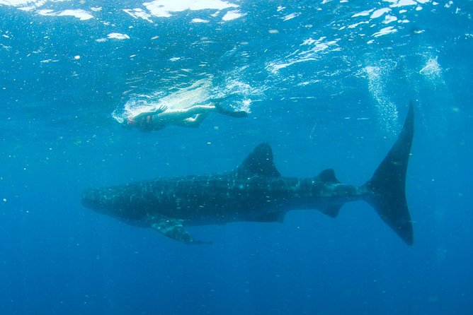 Whale Sharks Small-Group Tour in Cancun and Riviera Maya - Who will enjoy this tour most