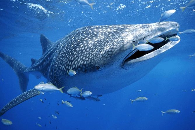 Whale Sharks Small-Group Tour in Cancun and Riviera Maya - The early start and hotel pickup