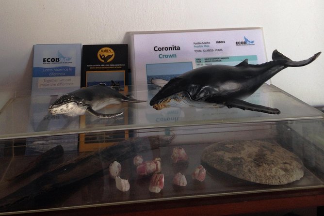 Whale Watching Adventure – Led by a Marine Biologist - The 20-minute whale lesson at Ecotours Vallarta