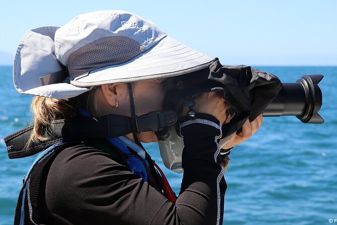 Whale Watching Adventure – Led by a Marine Biologist - On the water: whales, dolphins, and patient spotting